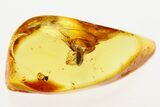 Fossil Handsome Fungus Beetle (Glesirhanis) in Baltic Amber - Enhydro! #272698-1